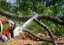 Professional Tree Removal and Landscaping Services in Winnie, TX